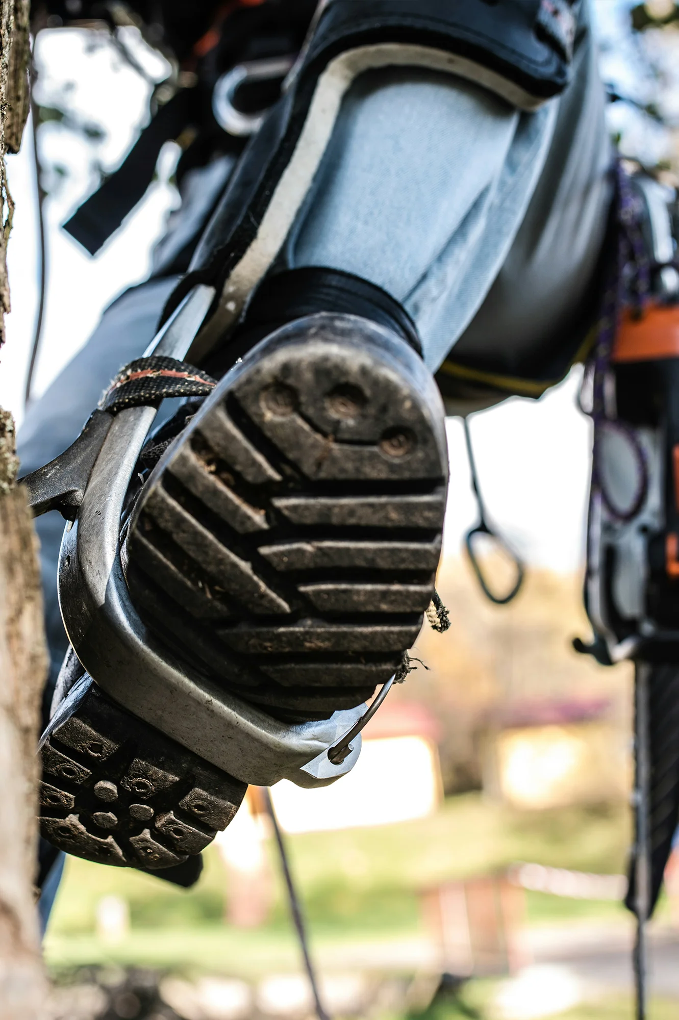 Professional tree trimming services