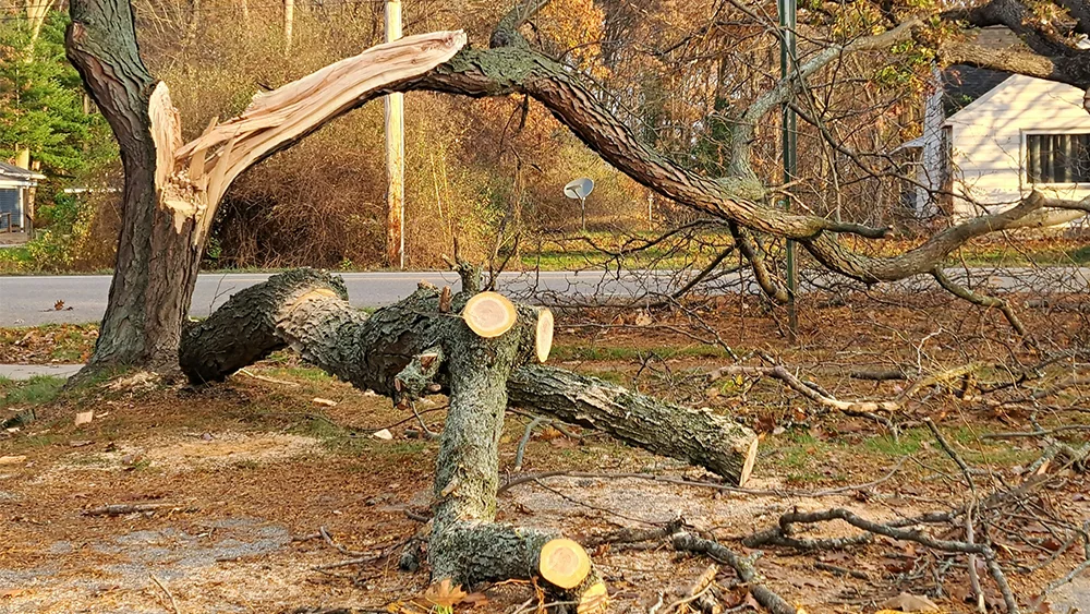 Emergency Services Landscape 1