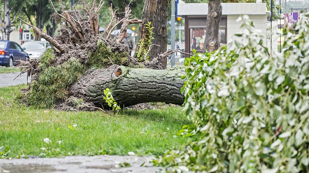 Emergency Services Landscape 2