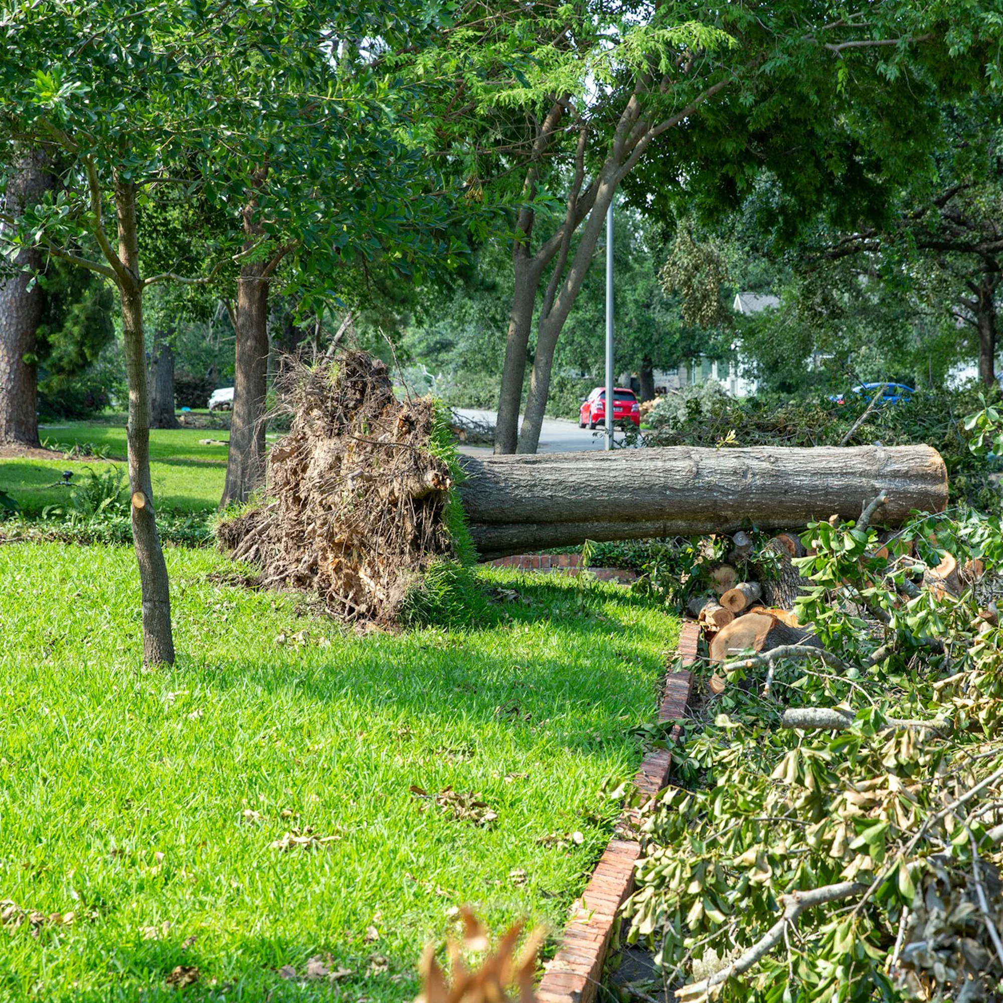 Emergency Tree Service