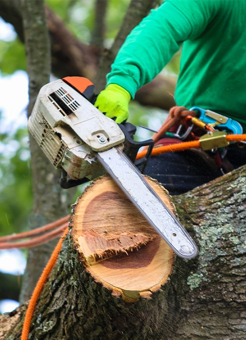 Professional tree trimming services