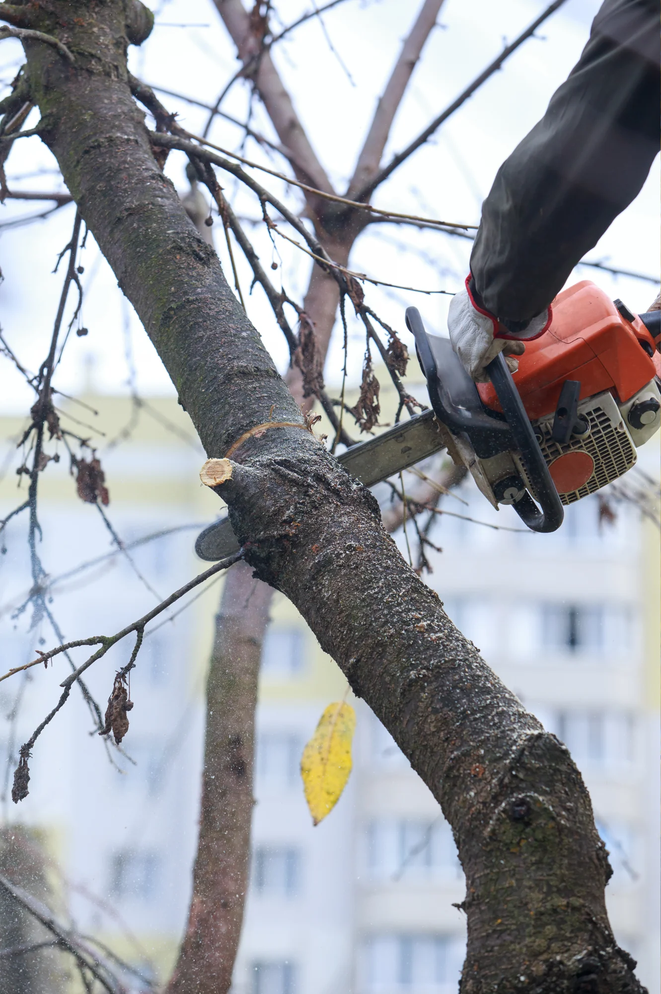 Professional tree trimming services