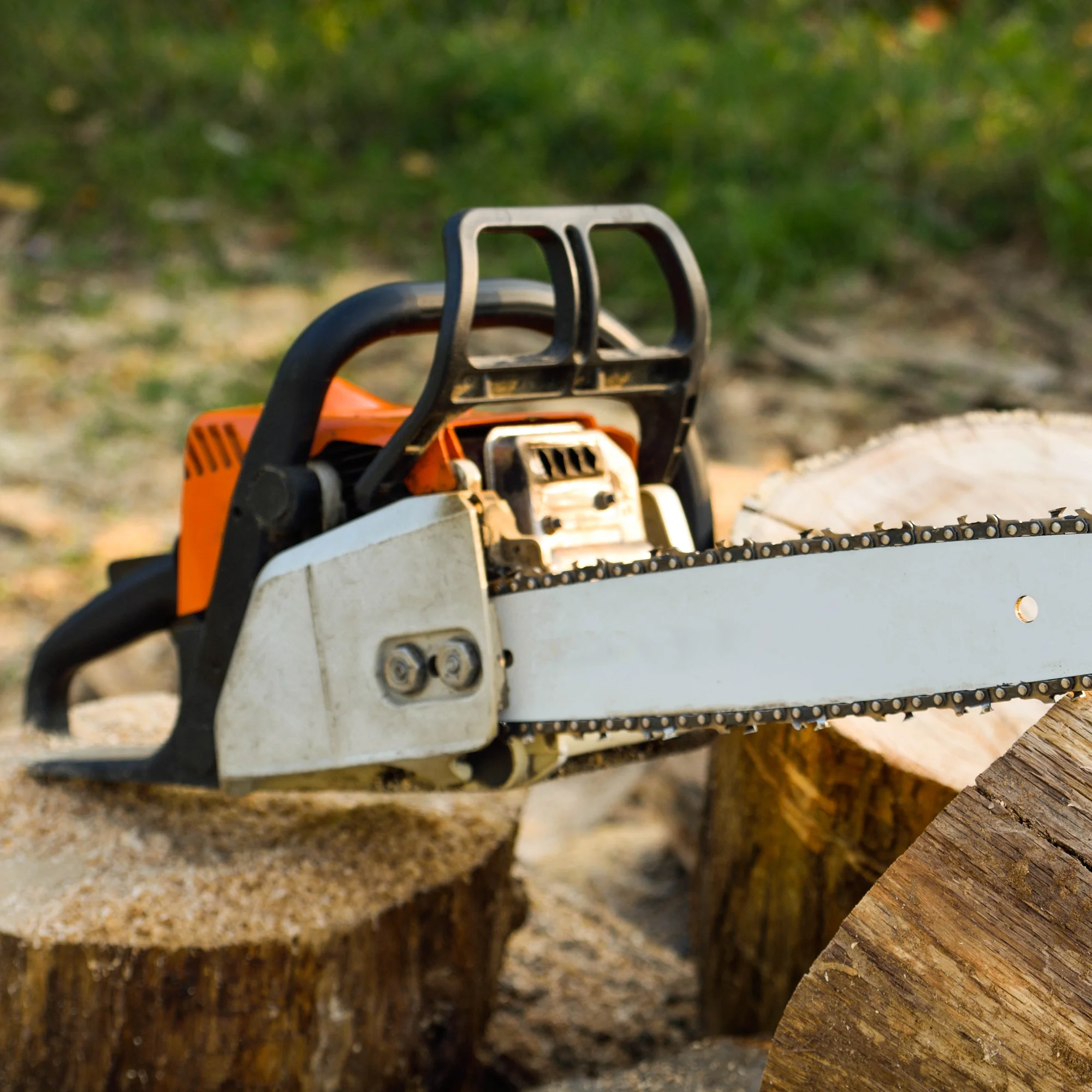 Professional tree trimming services