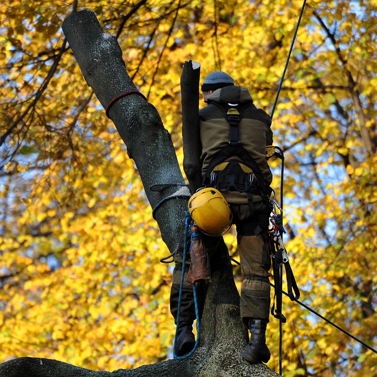 Professional tree trimming services