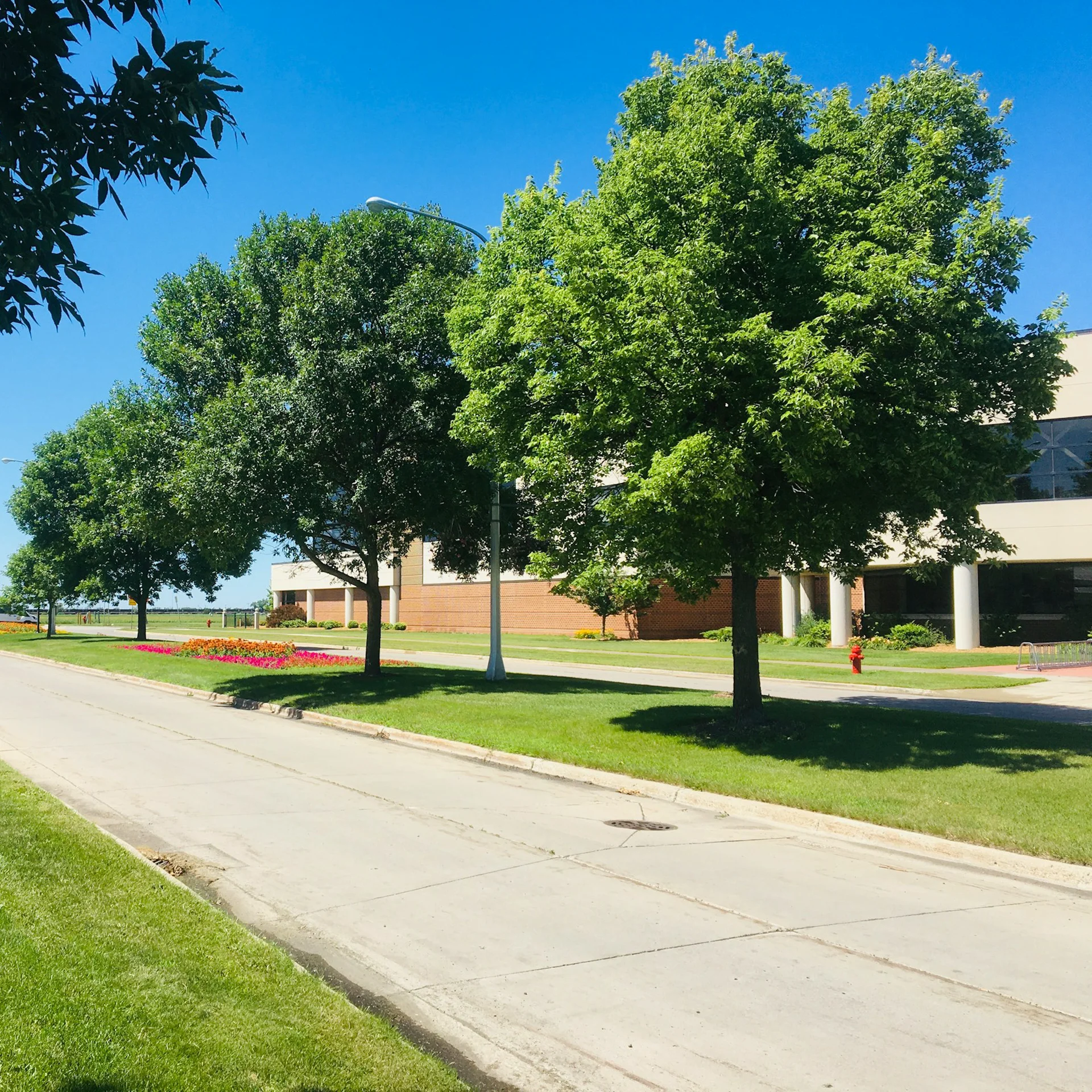 Commercial Tree Services